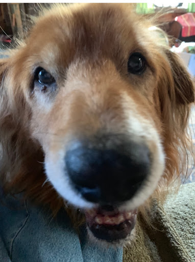 Crescent City Animal Health Center: Grossman Dan DVM image