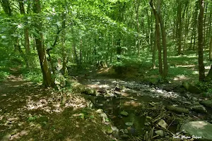 Csörgő-völgy Erdőrezervátum image