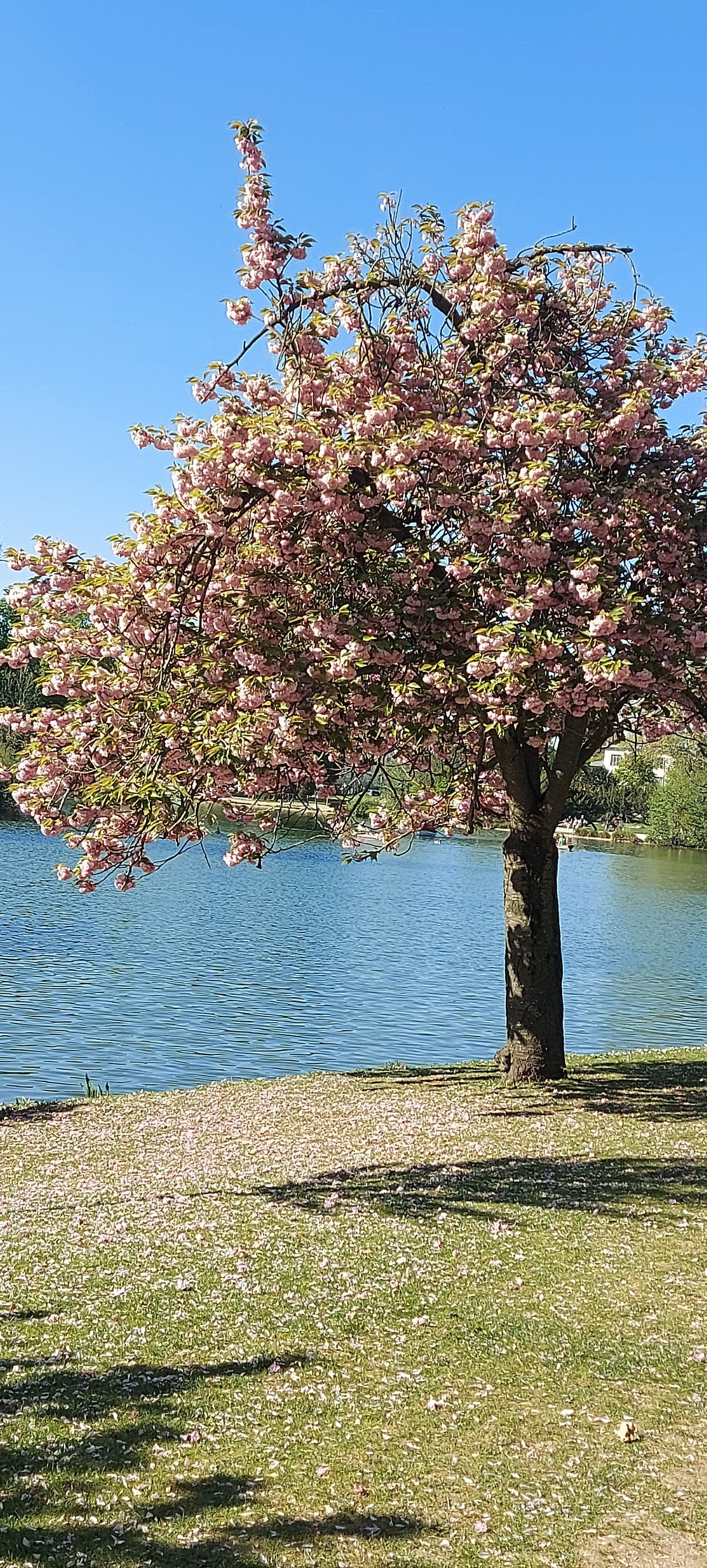 Photo n° 29 de l'avis de gwadilina.l fait le 12/05/2022 à 00:30