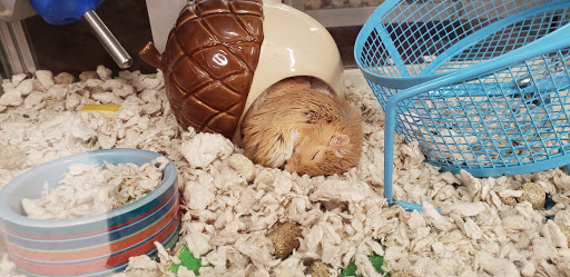 Pet Supply Store «Petco Animal Supplies», reviews and photos, 1624 Governors Square Blvd, Tallahassee, FL 32301, USA