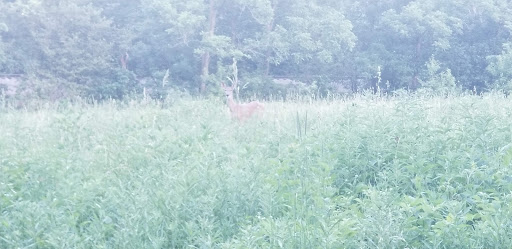 Park «Mather Woods Forest Preserve», reviews and photos, 25032 W Renwick Rd, Plainfield, IL 60544, USA