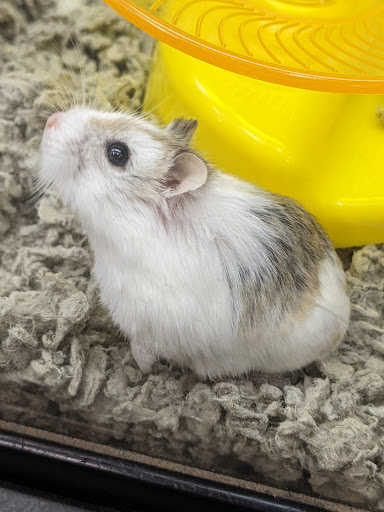 Pet Supply Store «Petco Animal Supplies», reviews and photos, 600 N Galleria Dr, Middletown, NY 10941, USA