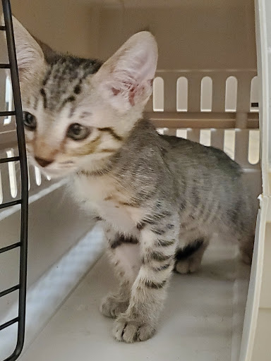 Pet Supply Store «Unleashed by Petco», reviews and photos, 600 Redondo Ave, Long Beach, CA 90814, USA