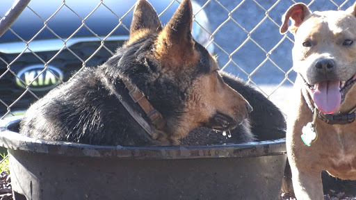 Dog Trainer «Awesome Dawgs Dog Training LLC», reviews and photos, 3052 Pricetown Rd, Temple, PA 19560, USA