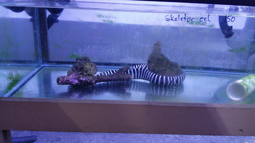 Aquarium «Jays Aquatics», reviews and photos, 10 Lawrence Rd, Salem, NH 03079, USA