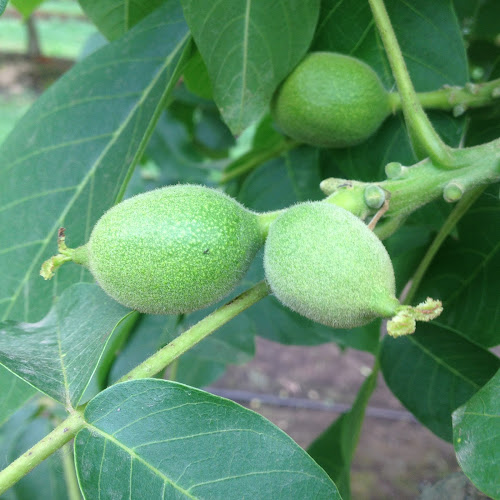 Servicio Secado de Nueces, Agricola Santa Solange LTDA - Frutería