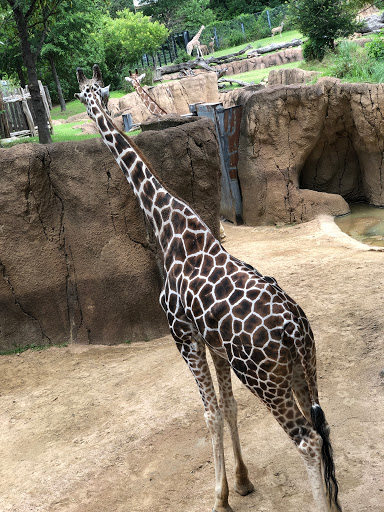 Transit Stop «Dallas Zoo Station», reviews and photos, 614 S. Ewing Avenue, Dallas, TX 75203, USA