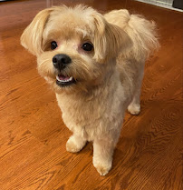 Poodie's Pet Palace - Photo 3 - Car repair in Renton, WA, Seattle