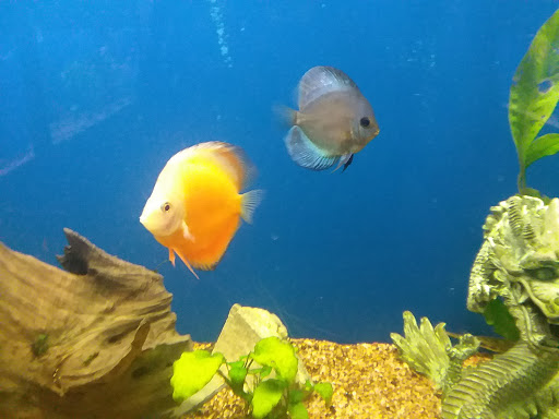 Aquarium «Aquarium World», reviews and photos, 13157 Northwest Fwy, Houston, TX 77040, USA
