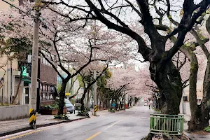 Jeonnong-ro Cherry Blossom Road image