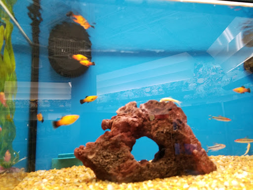 Pet Supply Store «Petco Animal Supplies», reviews and photos, 2230 Marlton Pike W #3, Cherry Hill, NJ 08002, USA