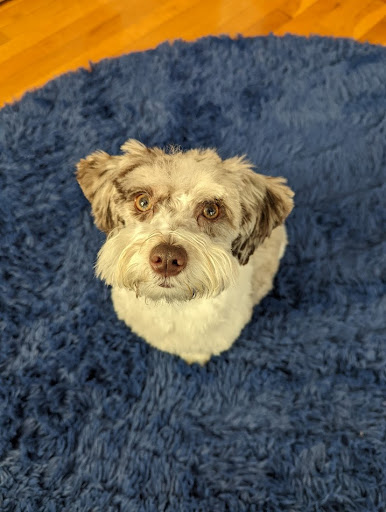 Pet Store «Belmont Pet Shop», reviews and photos, 17 Flett Rd, Belmont, MA 02478, USA