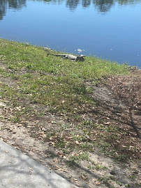 Celebration Bike Rental Delivery And Bicycle Tours - Photo 5 - Car repair in Kissimmee, FL, Kissimmee