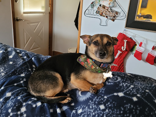 Country Canine Clips