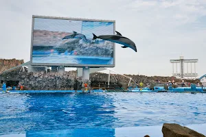 Dolphin Pool image