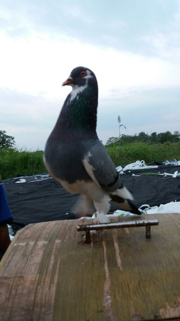 Merpati NusantaraTGL Birdfarm
