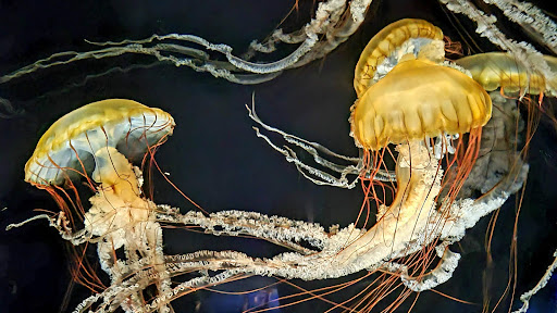 Aquarium «Tennessee Aquarium», reviews and photos, 1 Broad St, Chattanooga, TN 37402, USA