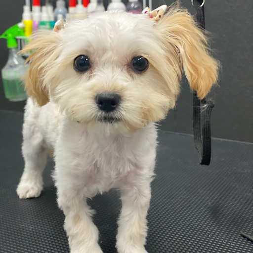 Pet Supply Store «Big Tex Feed & Pet Supply», reviews and photos, 7102 Cullen Blvd, Houston, TX 77021, USA