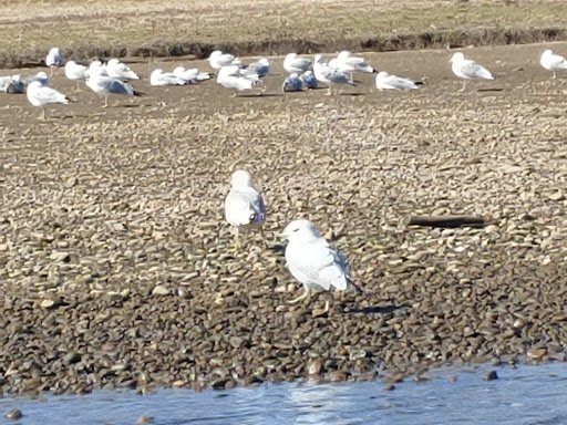 Boat Ramp «Bladensburg Waterfront Park», reviews and photos, 4601 Annapolis Rd, Bladensburg, MD 20710, USA