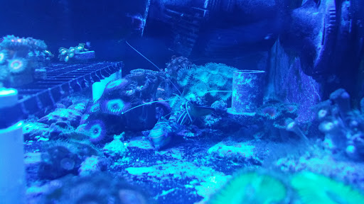 Pet Store «Pet Connection», reviews and photos, 29551 Five Mile Road, Livonia, MI 48154, USA