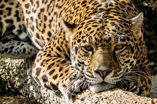 Zoo «Mesker Park Zoo», reviews and photos, 1545 Mesker Park Dr, Evansville, IN 47720, USA