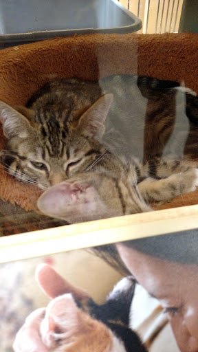 Pet Supply Store «PetSmart», reviews and photos, 3520 S El Camino Real, San Mateo, CA 94403, USA