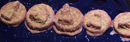 Aquarium «VIP Reef Aquarium», reviews and photos, 16300 SW 137th Ave #121, Miami, FL 33177, USA