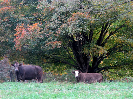Wedding Venue «Appalachian Farm Weddings & Events», reviews and photos, 592 Qualla Rd, Waynesville, NC 28785, USA