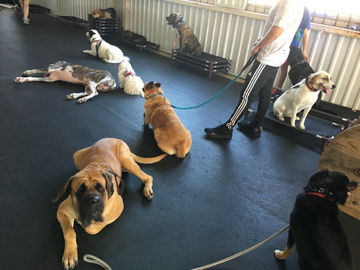 Dog trainer Corpus Christi