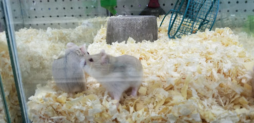 Pet Store «34 Pet Shop», reviews and photos, 3434 W Slauson Ave, Los Angeles, CA 90043, USA