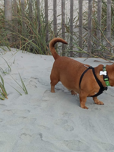 Fishing Pier «The Pier At Garden City», reviews and photos, 110 S Waccamaw Dr, Murrells Inlet, SC 29576, USA