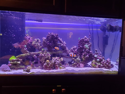 Tropical Fish Store «Nemo Aquarium», reviews and photos, 1560 Indian Trail Rd #106, Norcross, GA 30093, USA