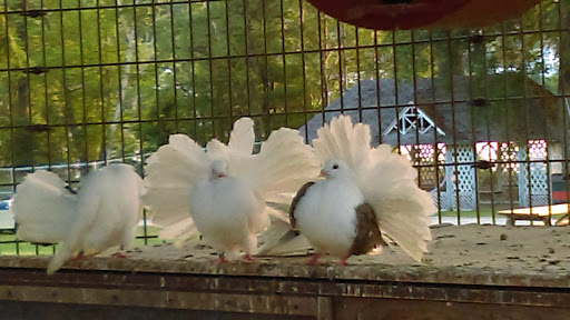 Amusement Park «Canobie Lake Park», reviews and photos, 85 N Policy St, Salem, NH 03079, USA