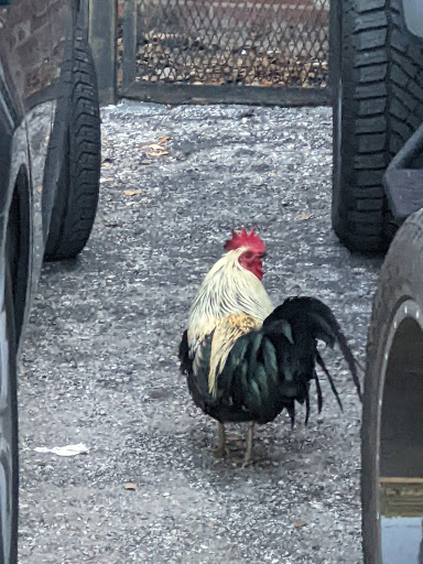 Coffee Shop «The Blind Tiger Cafe - Ybor City - Coffee Shop», reviews and photos, 1901 E 7th Ave, Tampa, FL 33605, USA