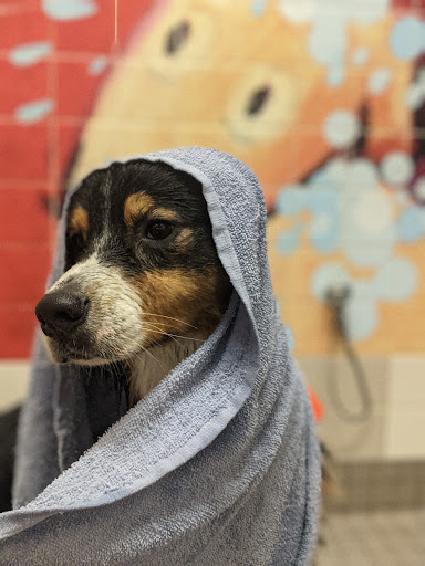 Pet Supply Store «Pet Food Express», reviews and photos, 1315 Linda Mar Shopping Center, Pacifica, CA 94044, USA