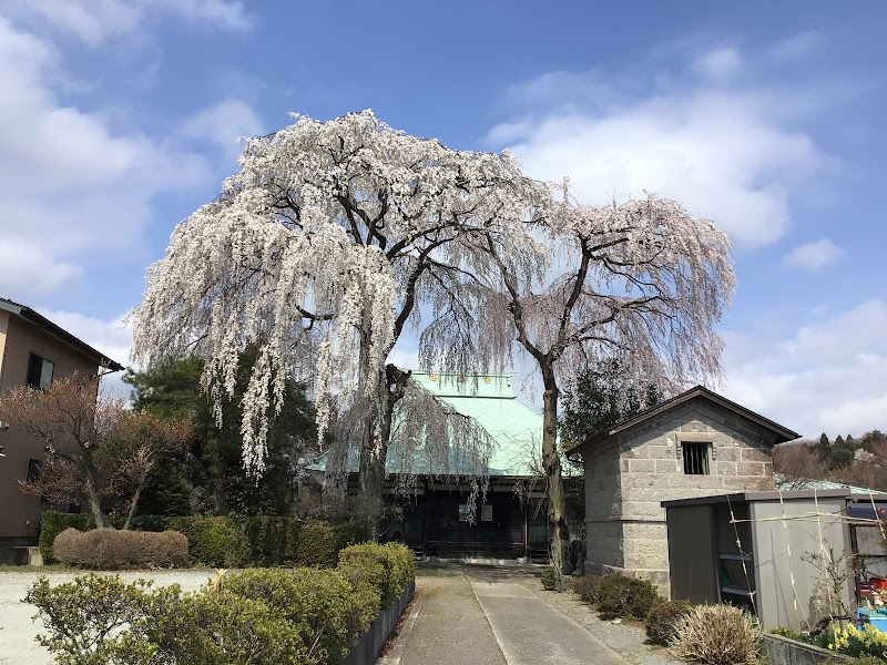 慈眼寺の枝垂れ桜