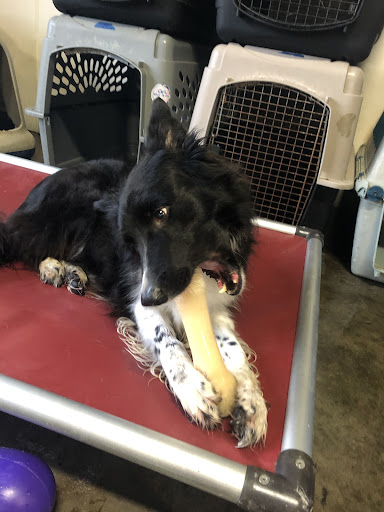 Dog Trainer «Suite Dog Daze», reviews and photos, 2090 Front St NE, Salem, OR 97301, USA