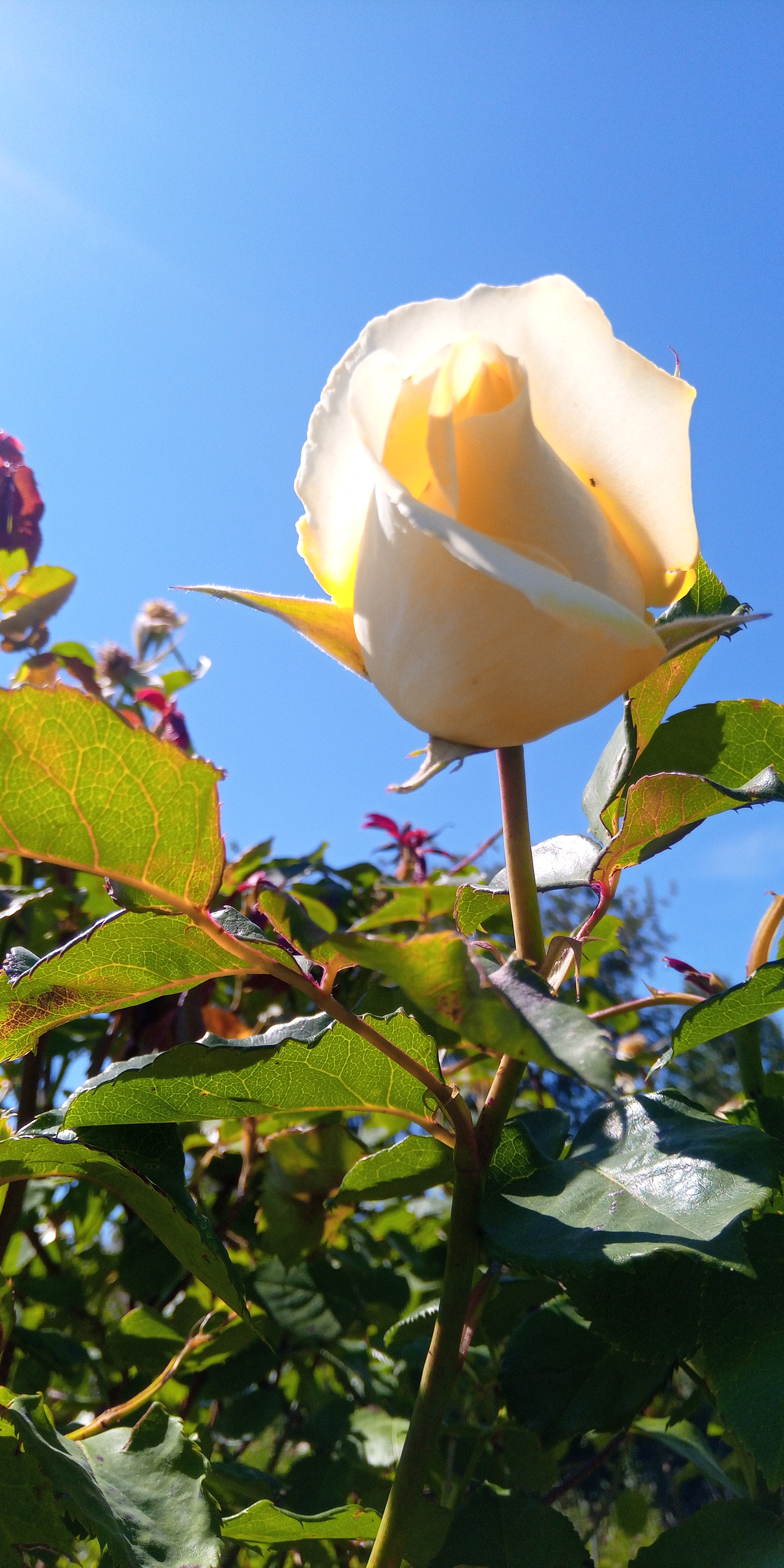 Photo n° 22 de l'avis de Didier.a fait le 29/05/2020 à 14:18