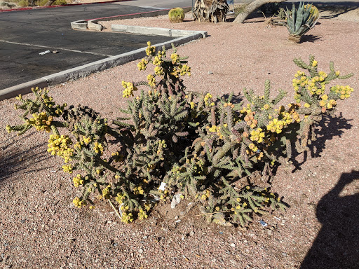 Lottery Retailer «The Lotto Store at Primm», reviews and photos, 31900 S Las Vegas Blvd, Jean, CA 89019, USA