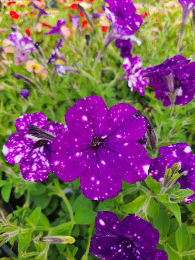 Florist «Park Place Florist and Garden Center», reviews and photos, 72 Park St, Rutland, VT 05701, USA