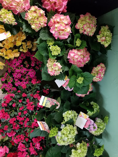 Florist «Myers Florist/Emerald Gardens Flowers», reviews and photos, 2906 Hillsborough Rd, Durham, NC 27705, USA