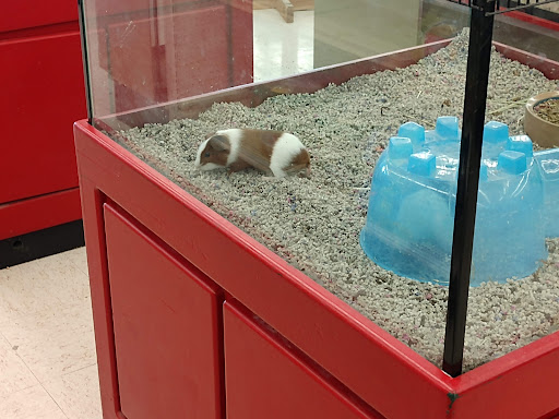 Pet Store «Pet Stop», reviews and photos, 6218 Nieman Rd, Shawnee, KS 66203, USA