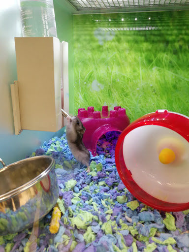 Pet Supply Store «PetSmart», reviews and photos, 1520 Pleasant Valley Rd, Manchester, CT 06042, USA