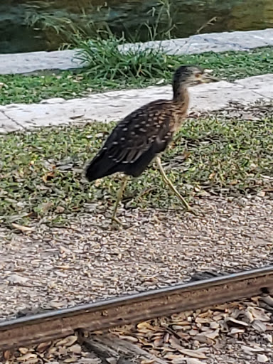 Public Golf Course «Landa Park Golf Course at Comal Springs», reviews and photos, 180 Golf Course Rd, New Braunfels, TX 78130, USA