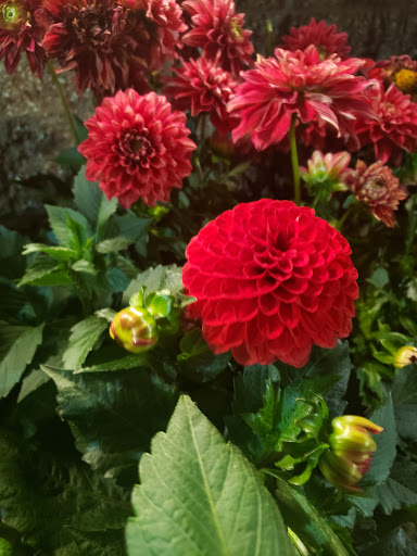 Grocery Store «Safeway», reviews and photos, 460 SW Mt Si Blvd, North Bend, WA 98045, USA