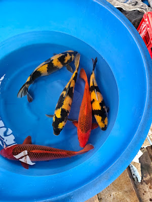 Koi de l’est (carpe koi) Vente de poisson de bassins et matériels à Insming