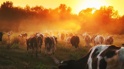 FERME CISSACAISE à Cissac-Médoc