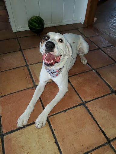 Pet Groomer «Thunderpaws Canine Solutions, LLC», reviews and photos, 206 S Austin St, Seguin, TX 78155, USA