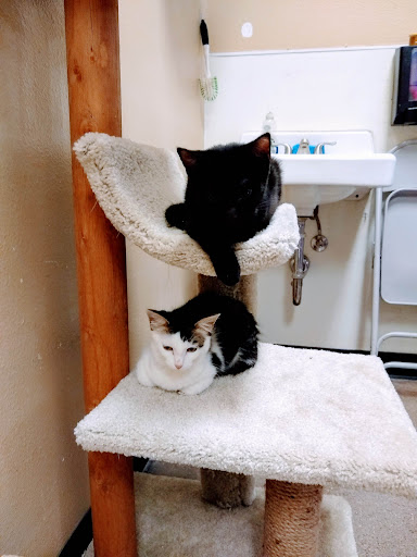 Pet Supply Store «PetSmart», reviews and photos, 16257 N Scottsdale Rd, Scottsdale, AZ 85254, USA