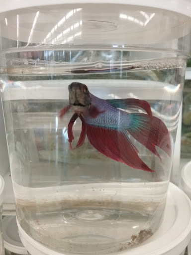 Pet Supply Store «Pet Supplies Plus», reviews and photos, 5555 Youngstown Warren Rd, Niles, OH 44446, USA